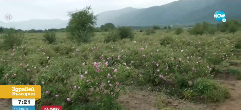 Розови масиви и овощни градини в селата на Сопот и