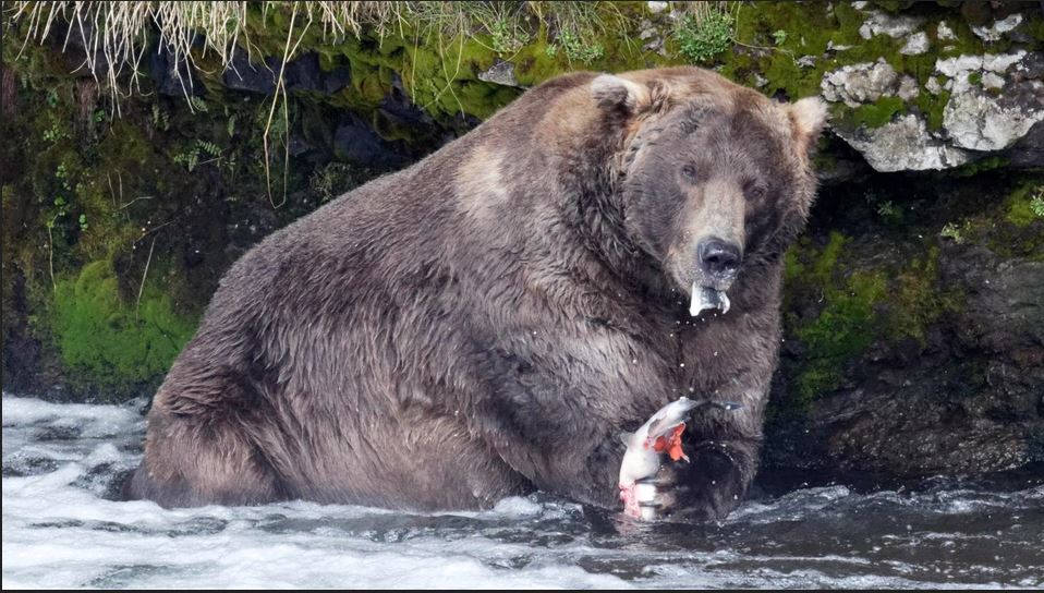Кафявият мечок Отис се утвърди като най-тежък сред събратята си
