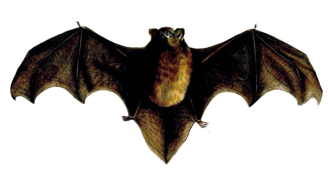 Новозеландски вид прилеп бе избран за Птица на годината съобщиха