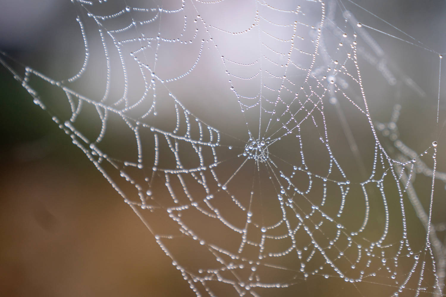 Изследователи от университета Джонс Хопкинс откриха как точно паяците плетат