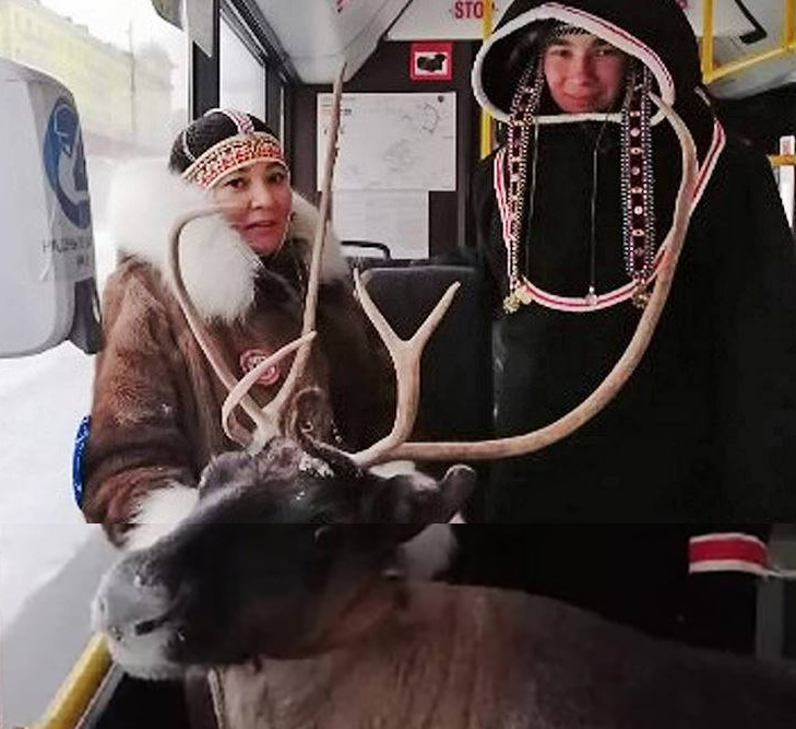 Северен елен се качи в автобус превозващ пътници в Норилск