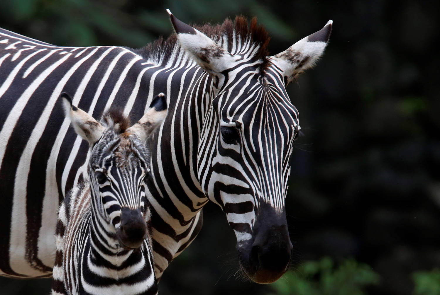 Изследователи разгадаха дали зебрите са бели с черни ивици или