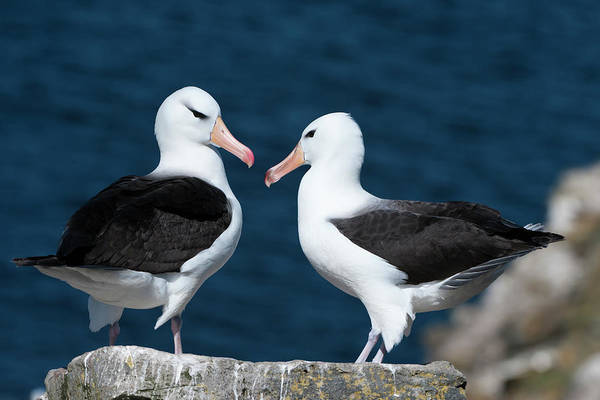 Прочутите с моногамността си албатроси се разделят все по-често заради