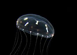 Въпреки че медузите нямат мозък, изследователи са намерили начин -
