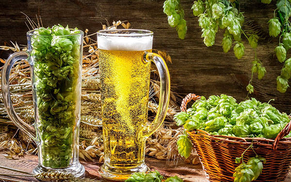 Ново изследване за биологично-активните съставки на пивото установи, че умереното