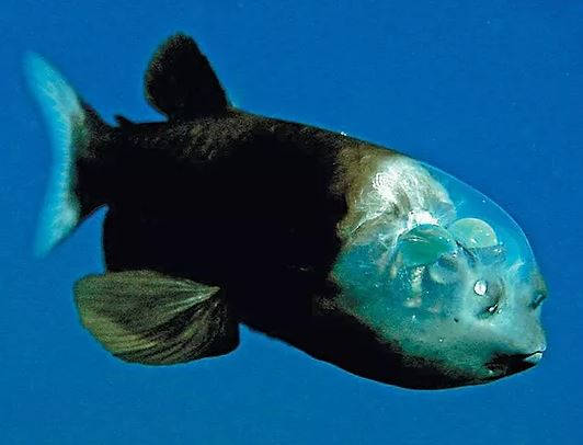 Изследователи заснеха в Калифорния изключително странна риба, която вижда през