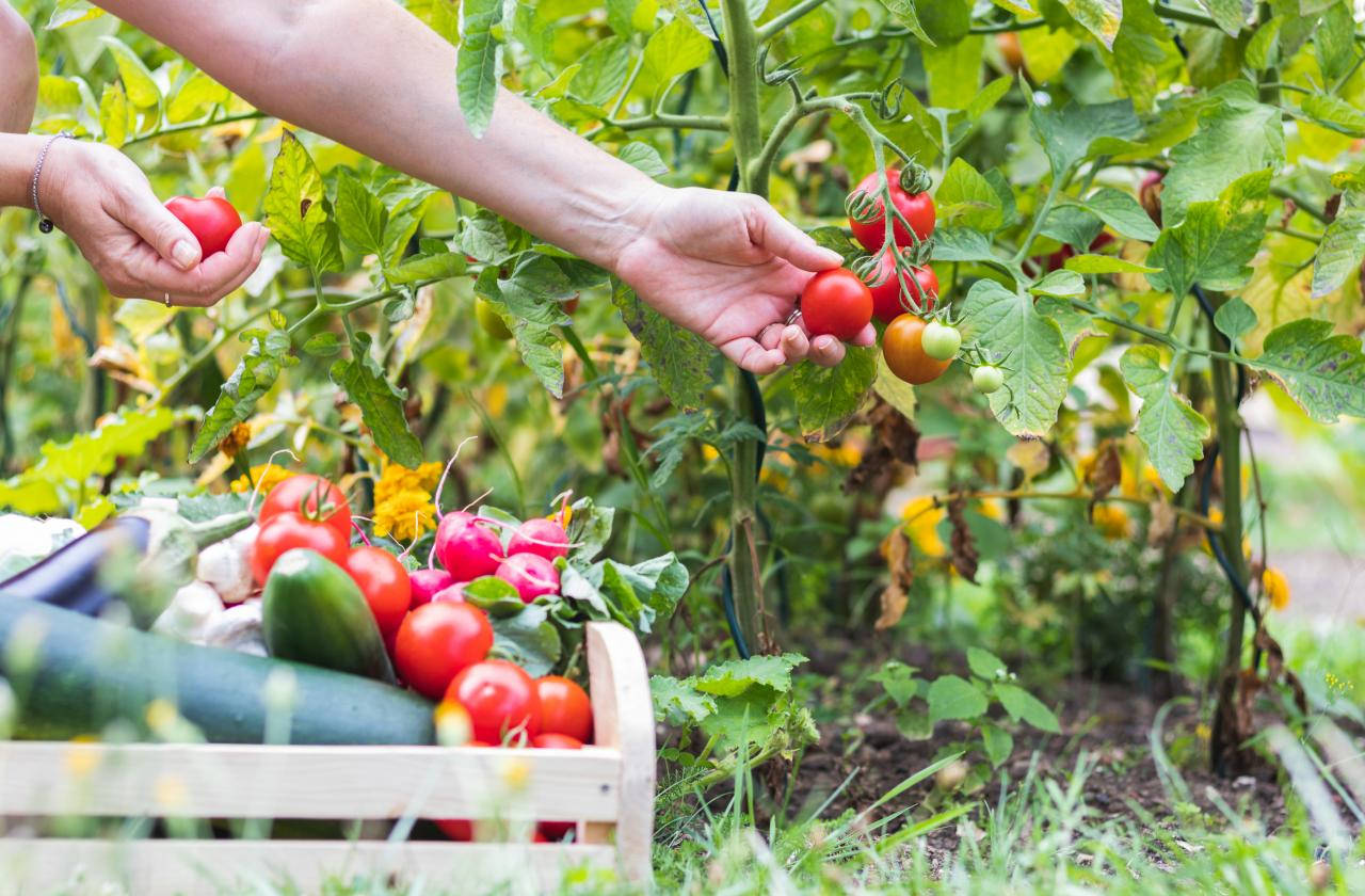 Делът на българското зеленчукопроизводство в растениевъдната продукция за 2021 г