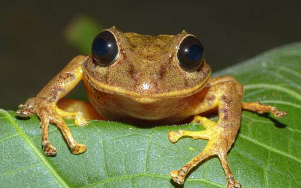 Бразилски експерти откриха нов вид дъждовна жаба в труднодостъпен район
