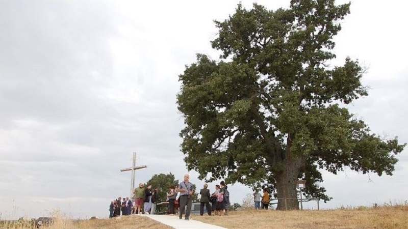 350 годишният летен дъб разположен край свиленградското село Студена е българският