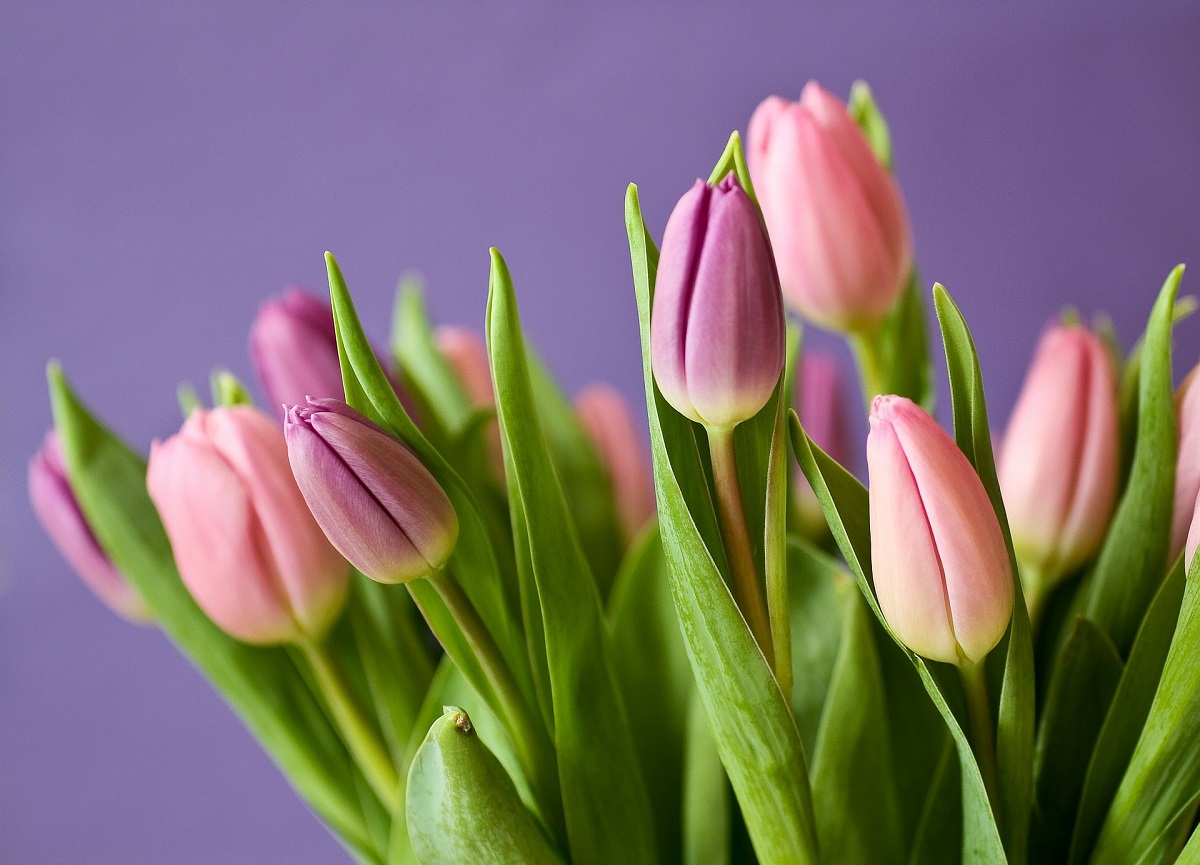 Най популярният подарък за Деня на влюбените остават цветята и 55