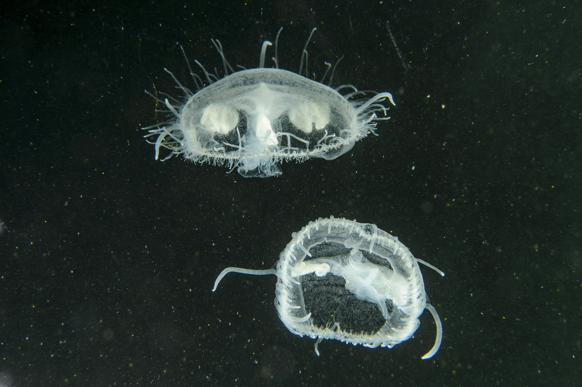 Нашествие от отровни медузи се наблюдава по южните брегове на