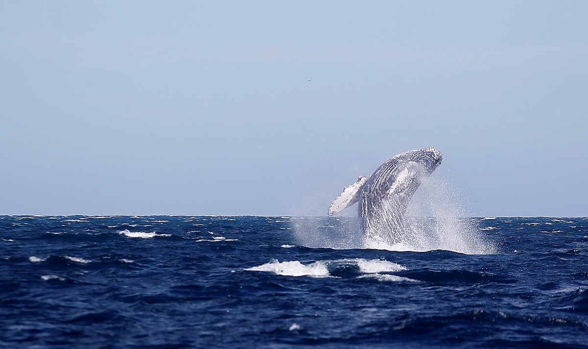 Един кит поглъща толкова въглероден диоксид CO2 колкото хиляда дървета