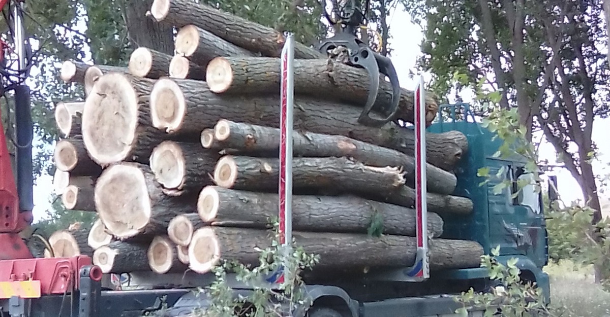 България не дели горите по начин на стопанисване Най важно е