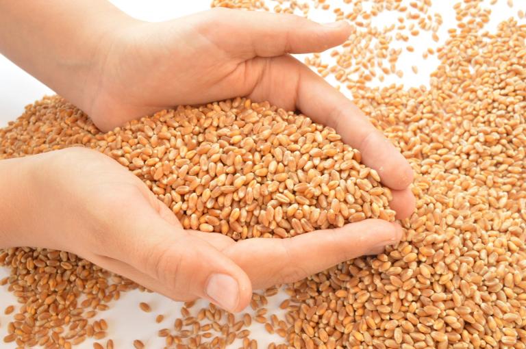 Държавата ще изкупи от зърнопроизводителите 1 5 млн тона пшеница която