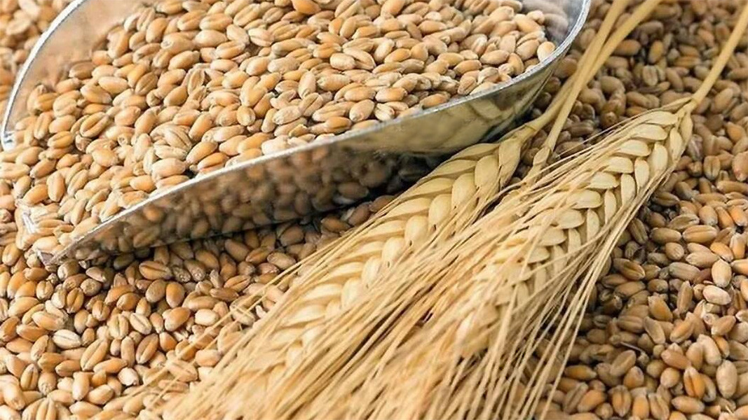 Започнаха денонощни проверки върху износа на зърнени и житни култури,