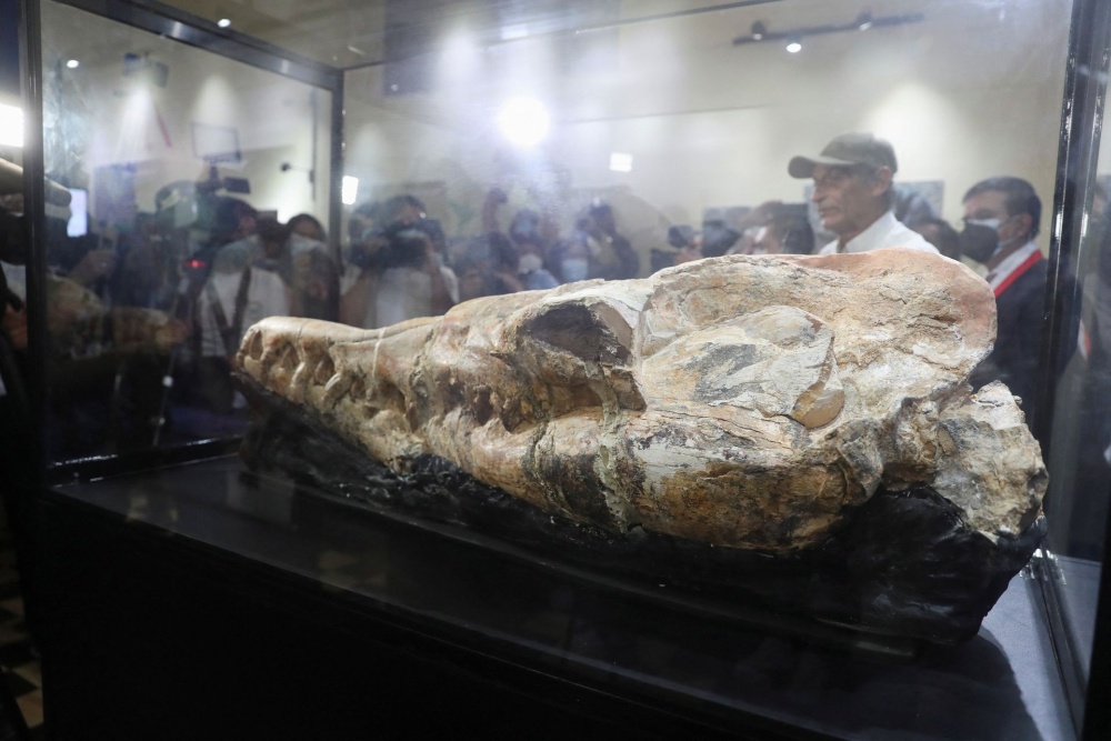 Перуански палеонтолози са открили фосилизиран череп на огромен морски хищник,
