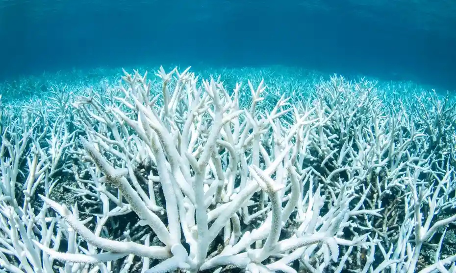 Агенцията управляваща Големия бариерен риф обхващащ повече от 340 000