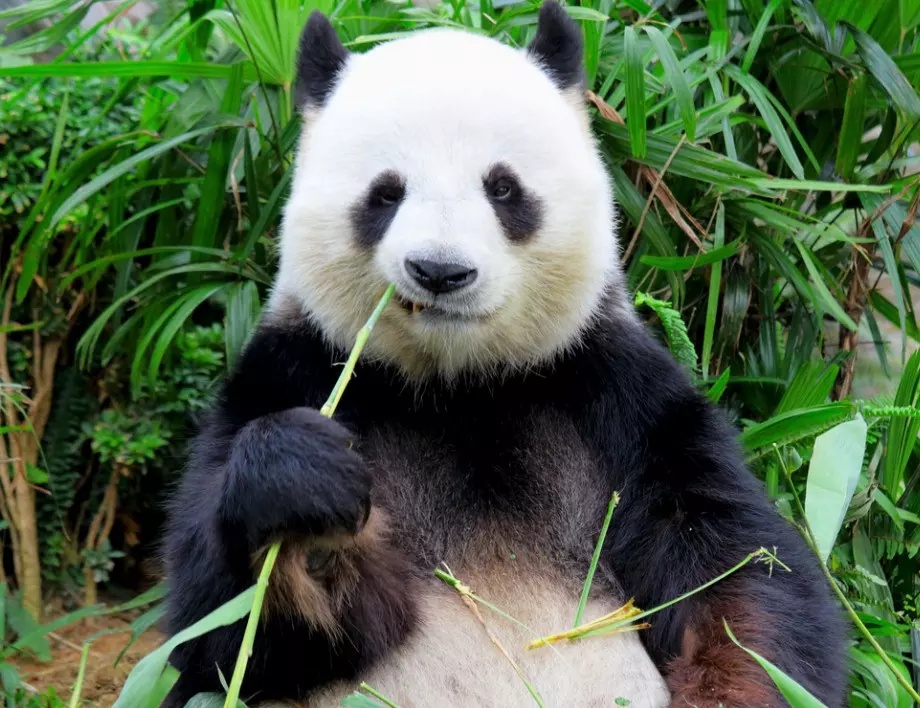 Пандите са открили ползите от бамбуковите листа и клонки в