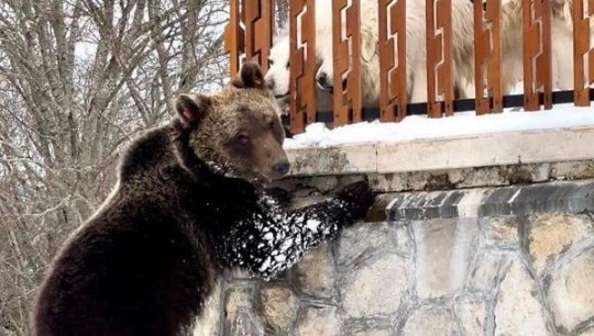 Прогонена дива мечка се завърна в италианския ски курорт в