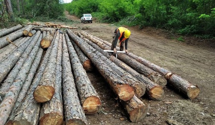 Близо 4200 проверки за извършили инспекторите от държавните горски предприятия