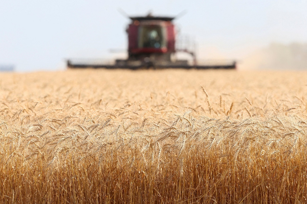 Няма риск от зърнена криза прогнозите са за много добра