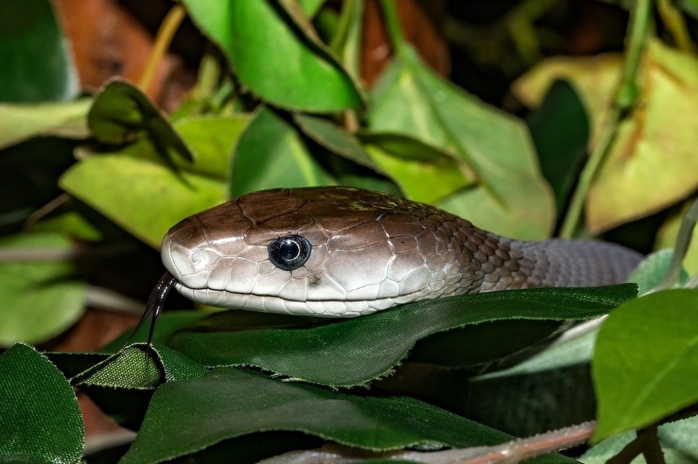 Учени са открили в отровата на змии и паяци необичайни