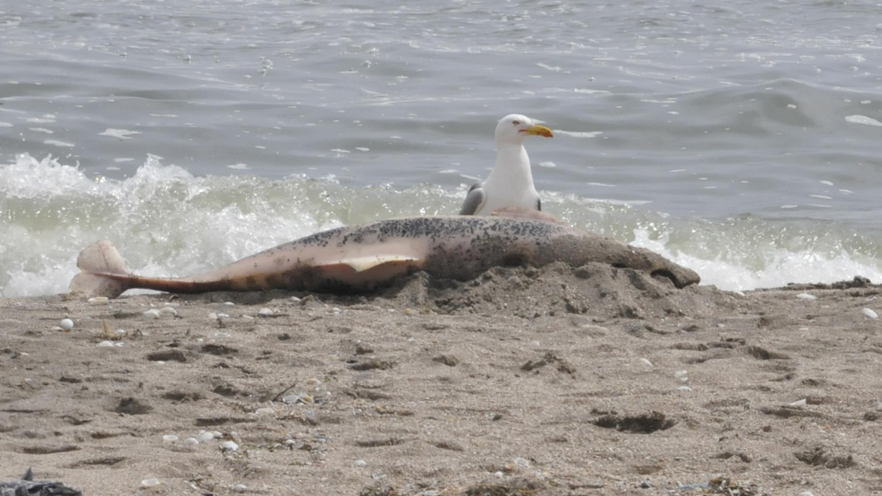 Мъртви делфини на плажа в „Златни пясъци”. Реакция обаче след
