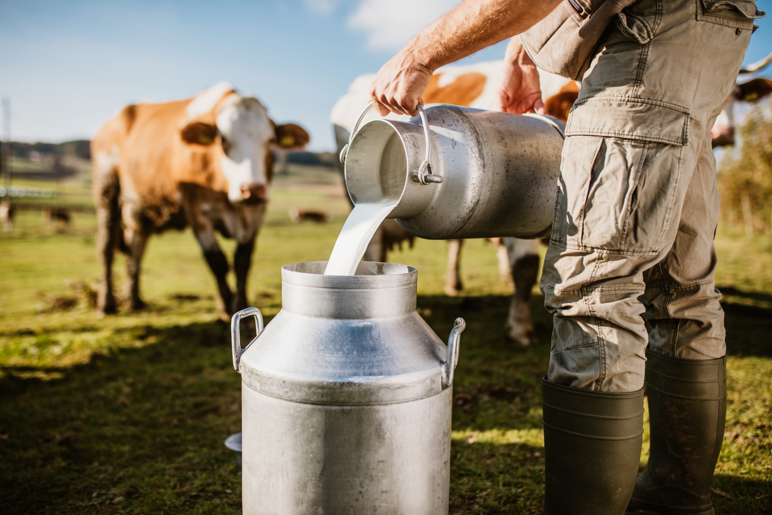 Намалява производството на мляко на Балканите отчитат организациите на производители
