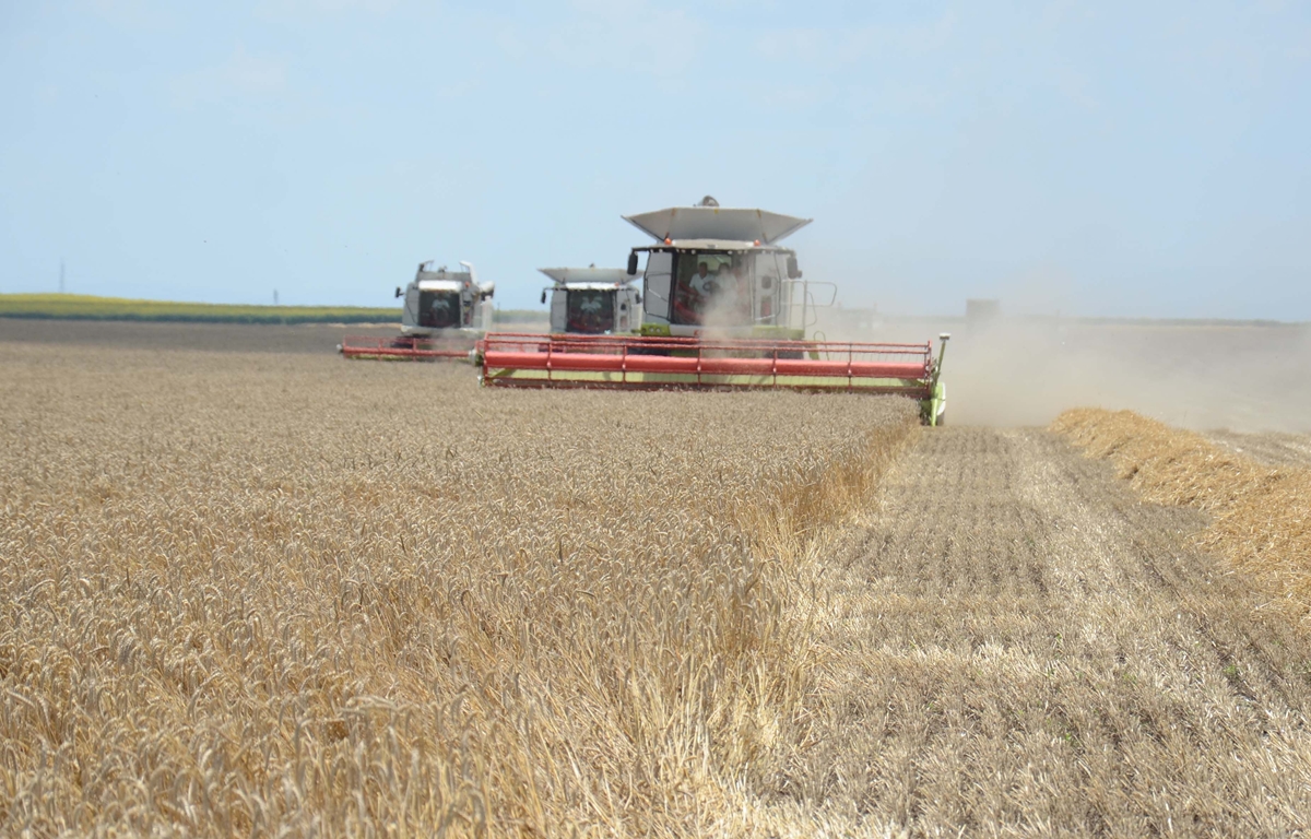 Пшеницата поскъпва в Съединените щати и Франция но поевтинява в