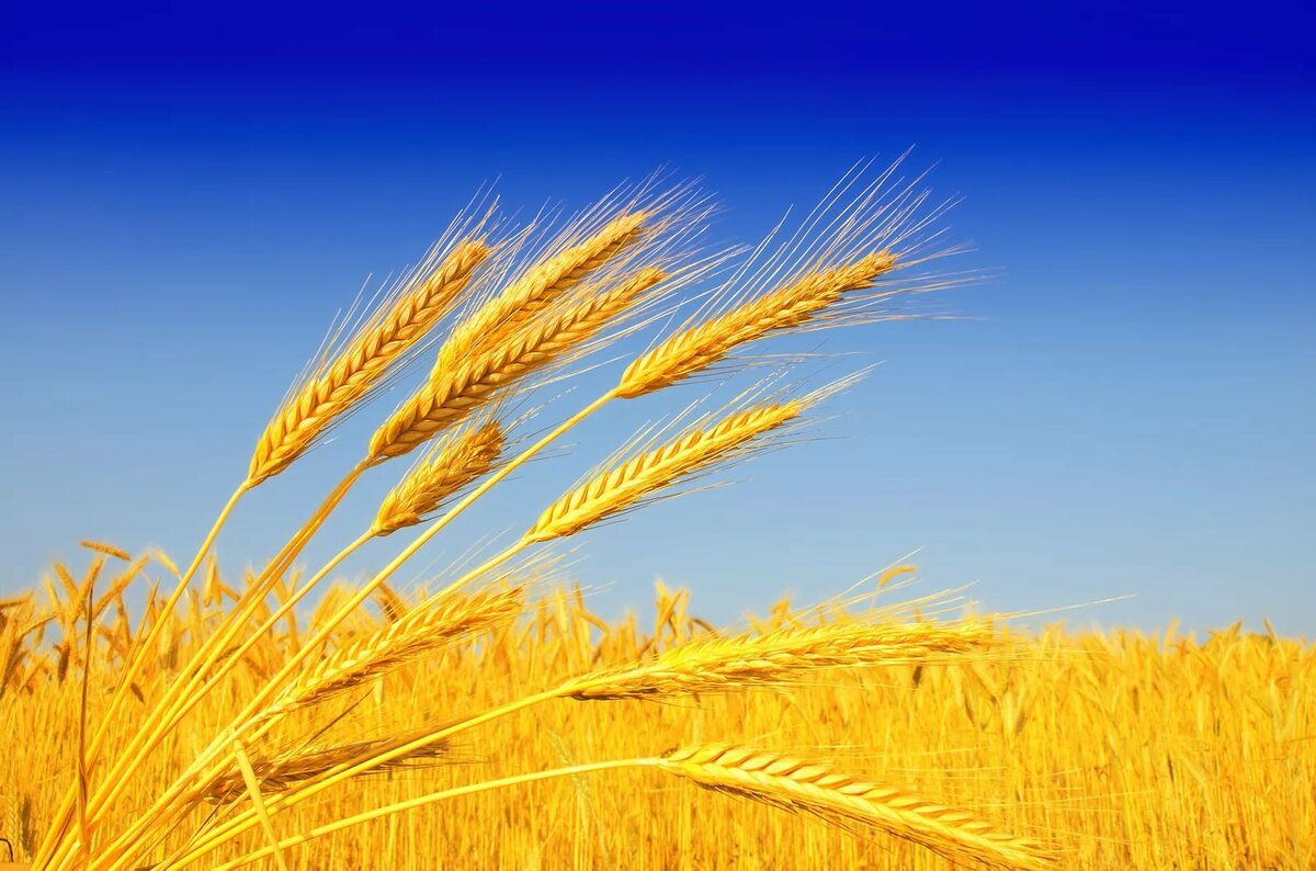 Тазгодишната реколта от пшеница е с изключително високо качество в