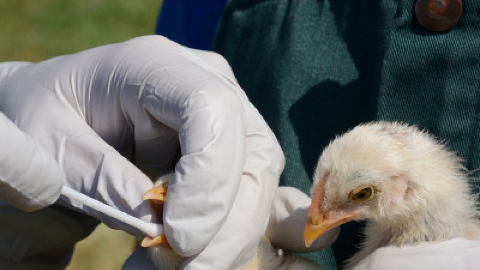 Нидерландия ще умъртви около 102 000 пилета във ферма в