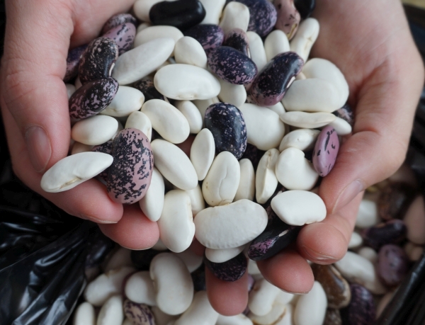 Новата реколта смилянски фасул се продава на по високи цени от