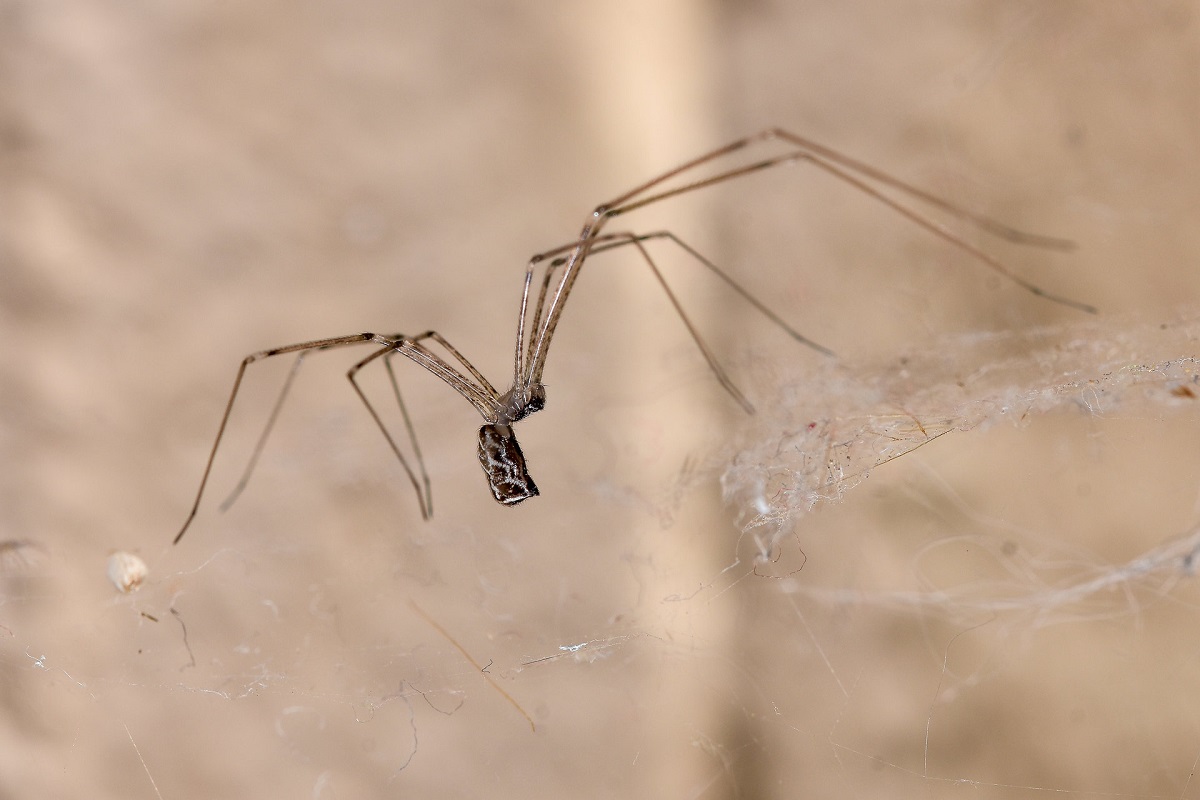 Паяците са неканени гости в нашите домове, чийто естествен хабитат