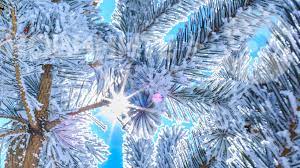 През празничните дни времето няма да ни изненада – сутрините