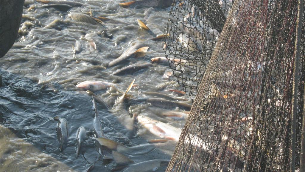 Сериозни нарушения и бракониерски риболов установиха при проверки в цялата страна инспекторите