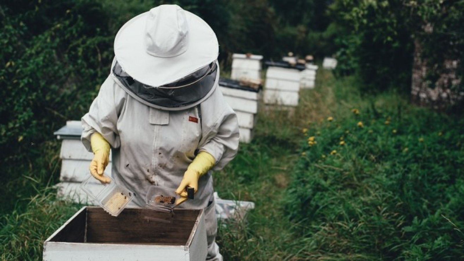 По-малко пчелари и по-малко мед ще има с всяка следваща