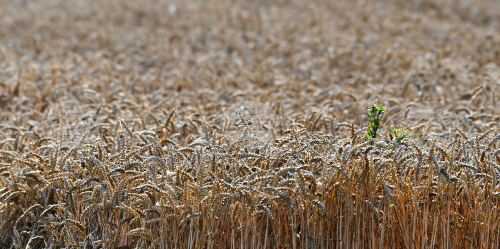 Контролните тестове в Копенхаген потвърдиха че пшеницата от Украйна изследвана