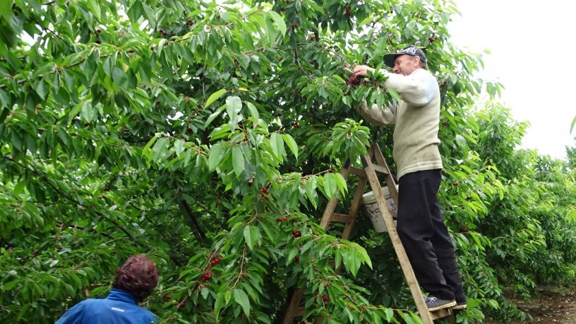 Черешовата реколта в Кюстендилско е пред провал от дъждовете и