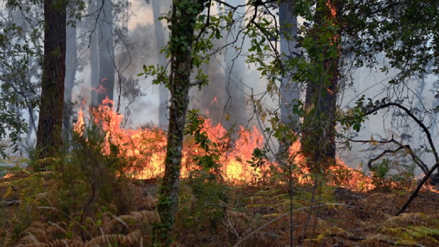 300 декара широколистна и иглолистна гора е обхванал големият пожар