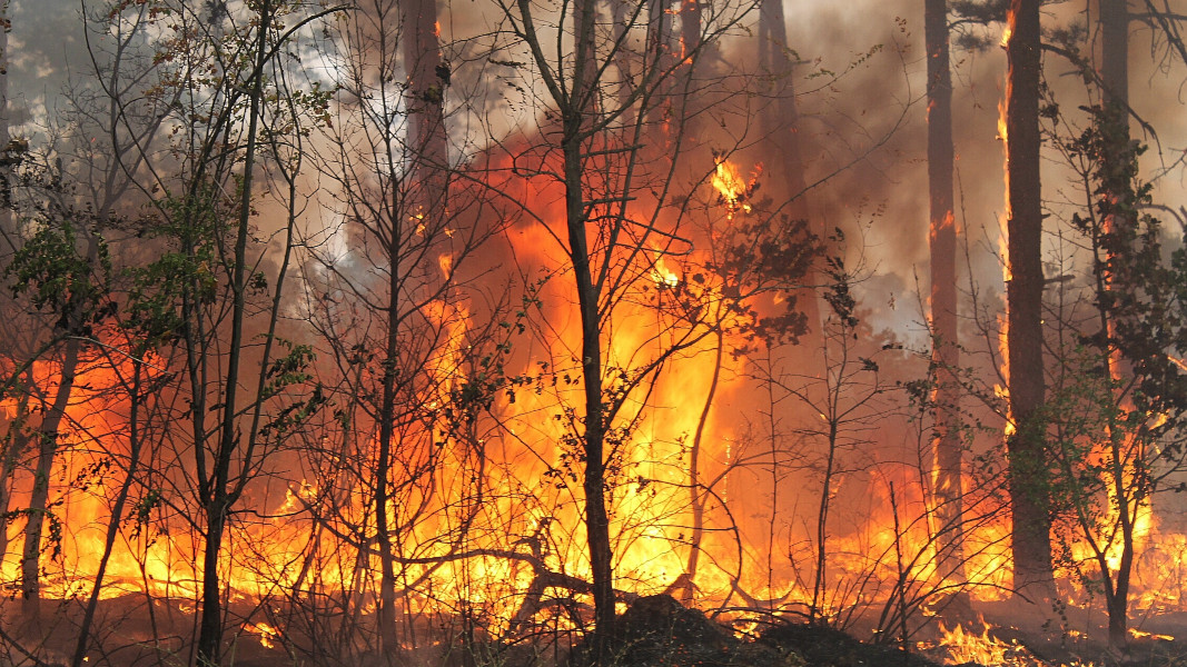 Около 1500 декара е площта на пожара над село Хвойна