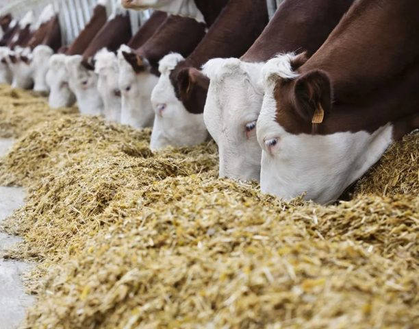 Докато зърнопроизводителите се оплакват от ниските цени на зърното, животновъдите