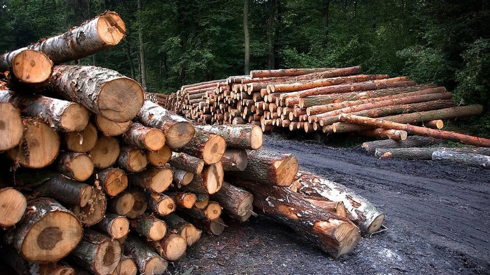 Нерегламентираният дърводобив в България е между 1 3 и 1 4 от