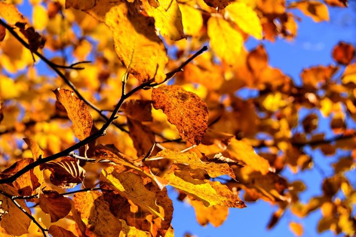 Октомврийското лято продължава 4 5° над нормата сме за октомври до