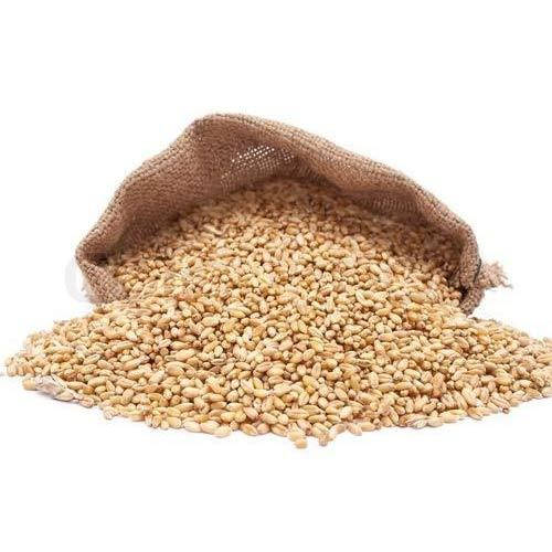 6 589 млн тона е производството на пшеница от тазгодишната реколта