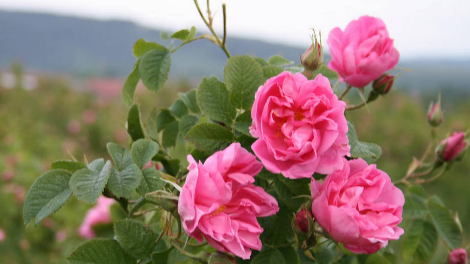 Тазгодишната кампания по прибирането на розов цвят изправя българските производители