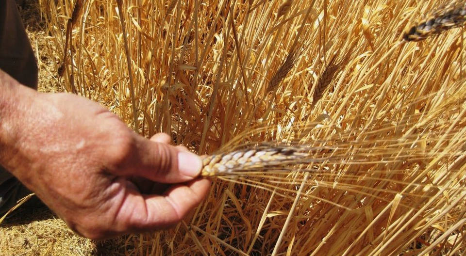 Среден добив пшеница за област Добрич от порядъка на 520