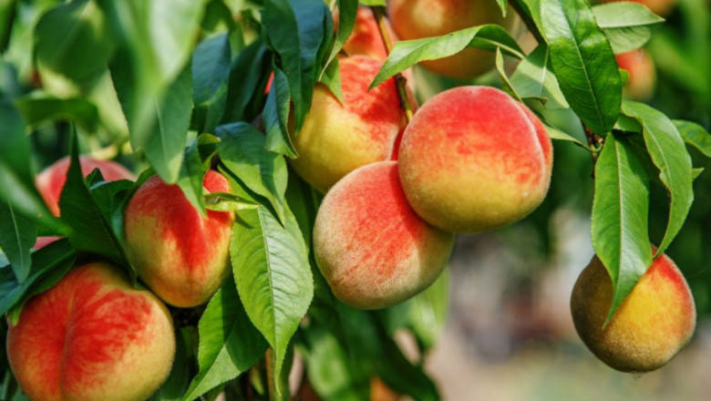 С 19 2 по малко български плодове са произведени през 2023 г