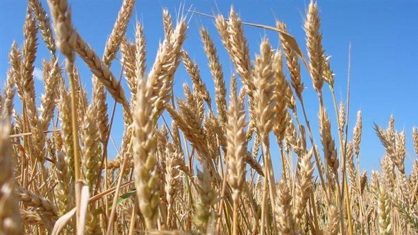 По високи добиви от пшеница очакват в област Монтана от