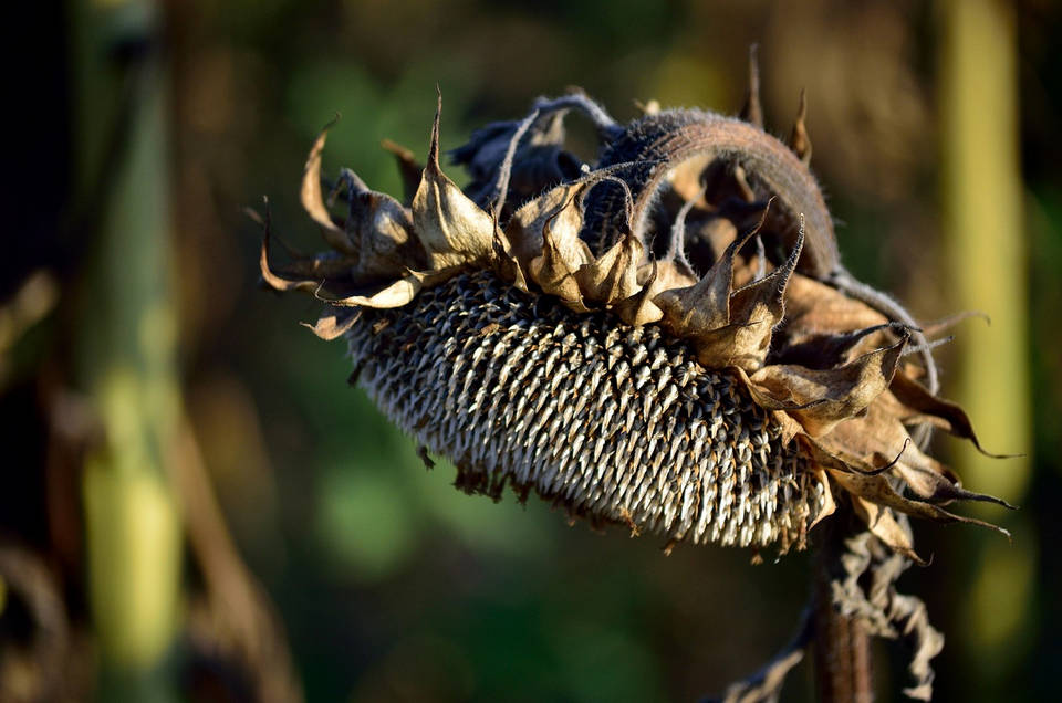 За последните 10 години зърнопроизводителите отчитат най лошата реколта на царевица