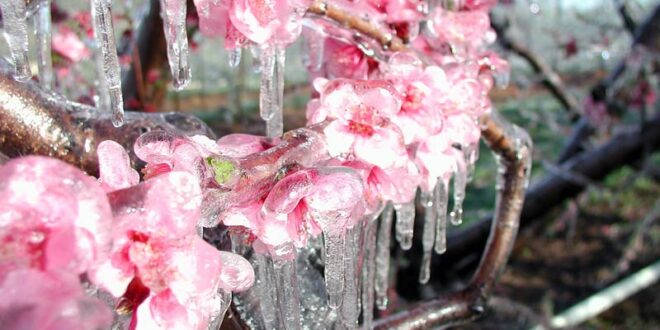 Към 97 от кайсиевите насаждения са измръзнали тази пролет от